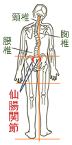 骨格調整法　全体画像