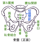 （骨盤と仙腸関節） 